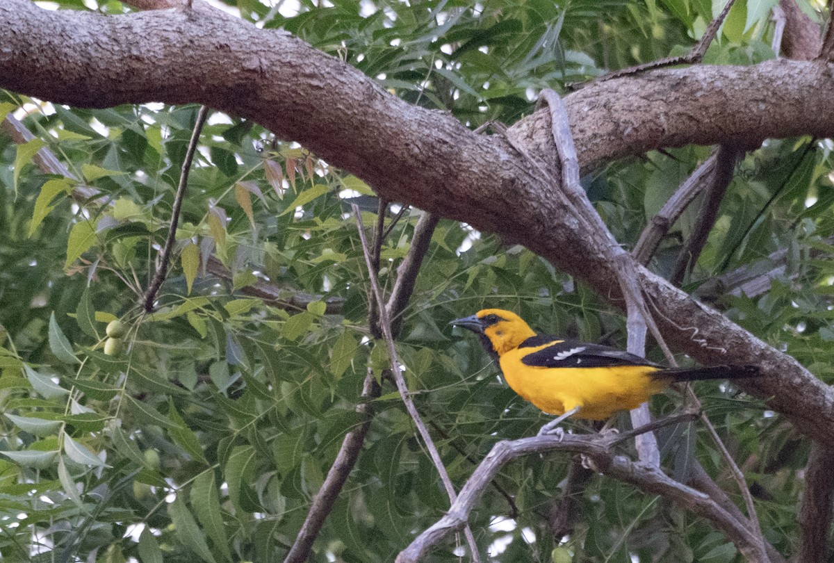 Altamira Oriole - ML638931030