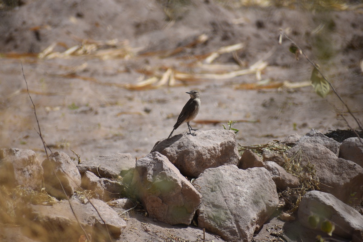 Black-billed Shrike-Tyrant - ML638931038