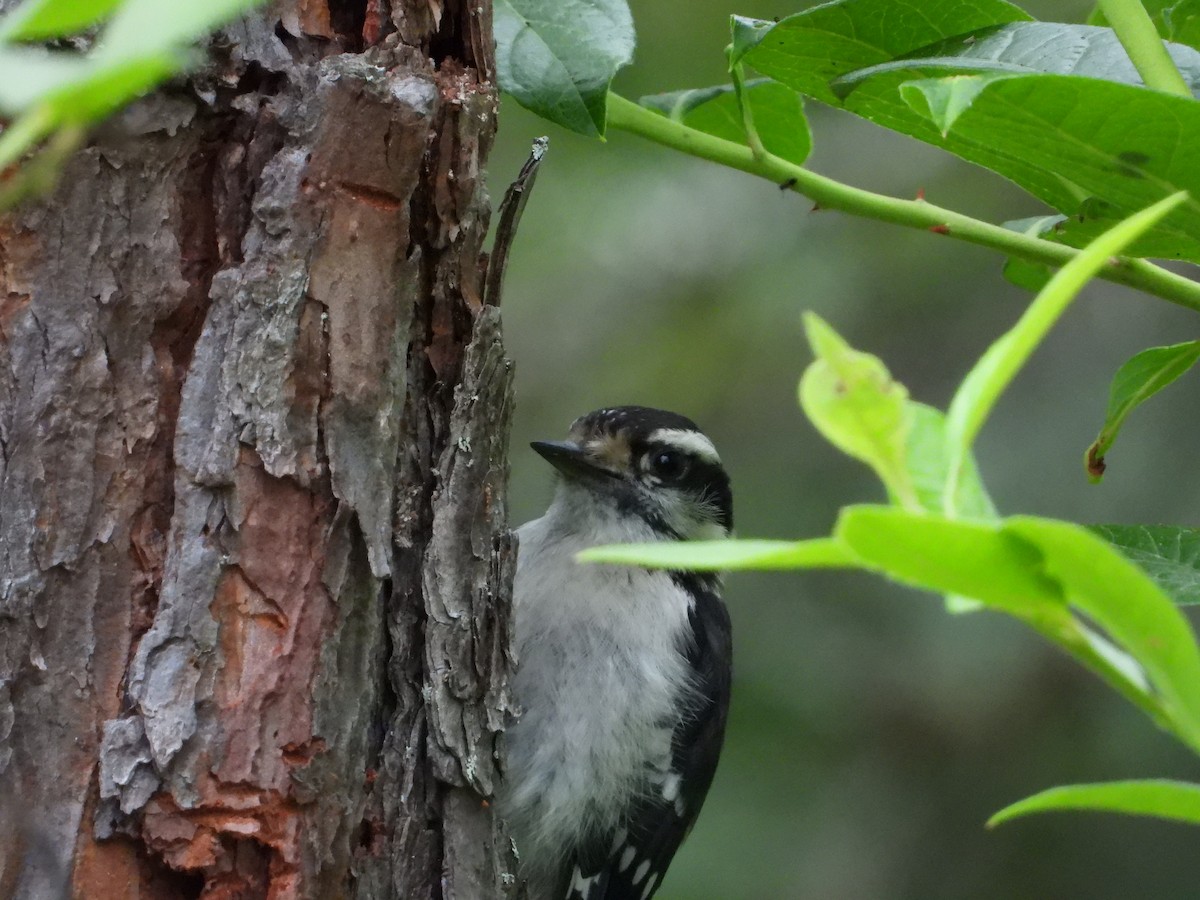Downy Woodpecker - ML638931049