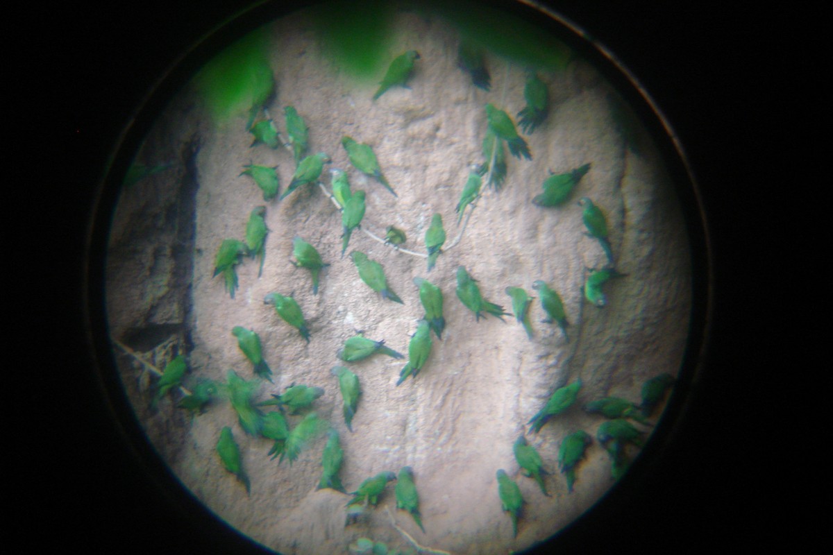 Dusky-headed Parakeet - ML638931066