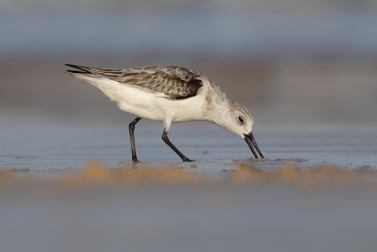 Sanderling - ML638931067
