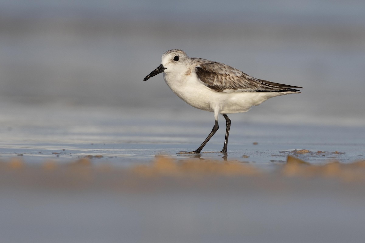 Sanderling - ML638931068