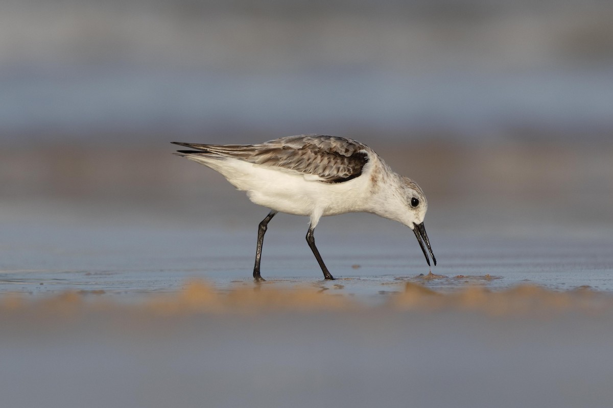 Sanderling - ML638931069