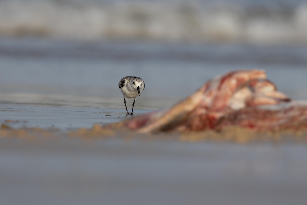 Sanderling - ML638931070