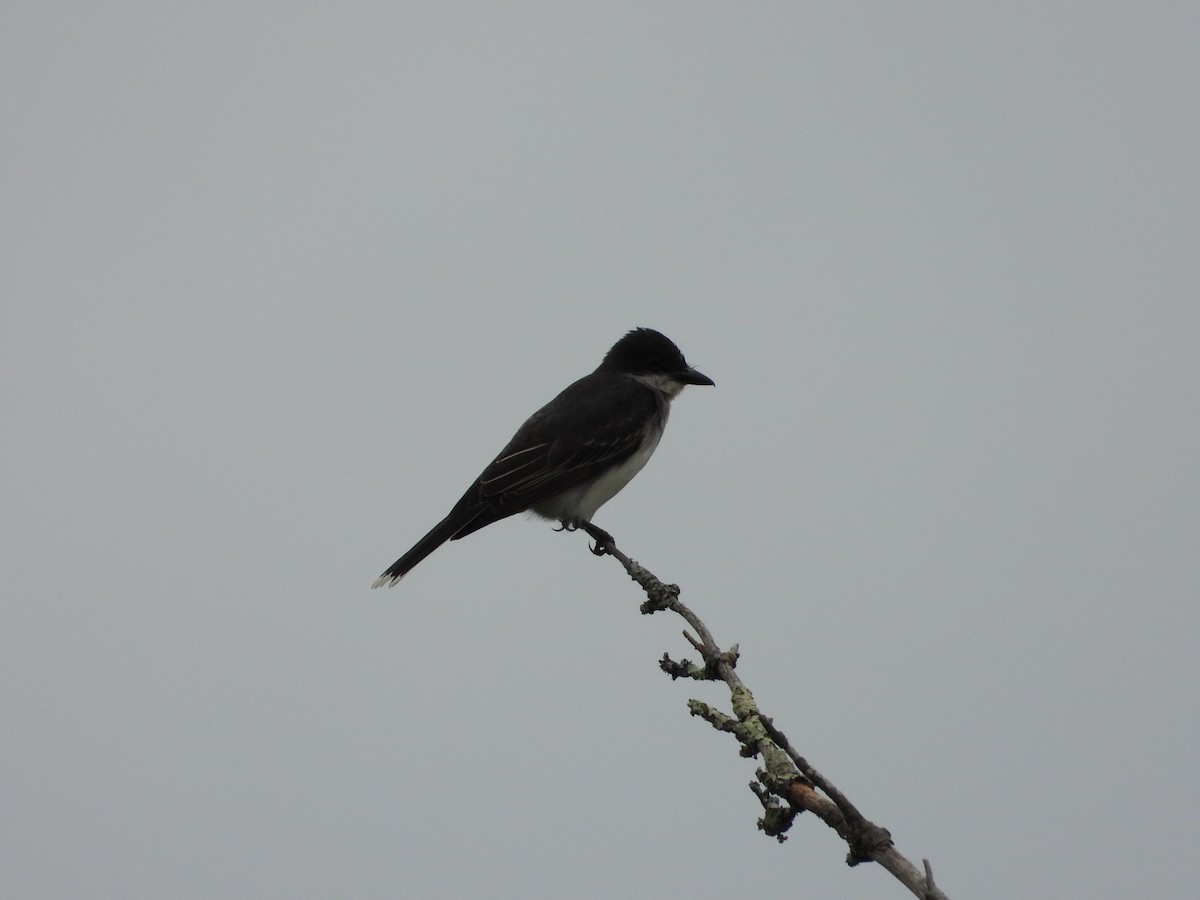 Eastern Kingbird - ML638931071