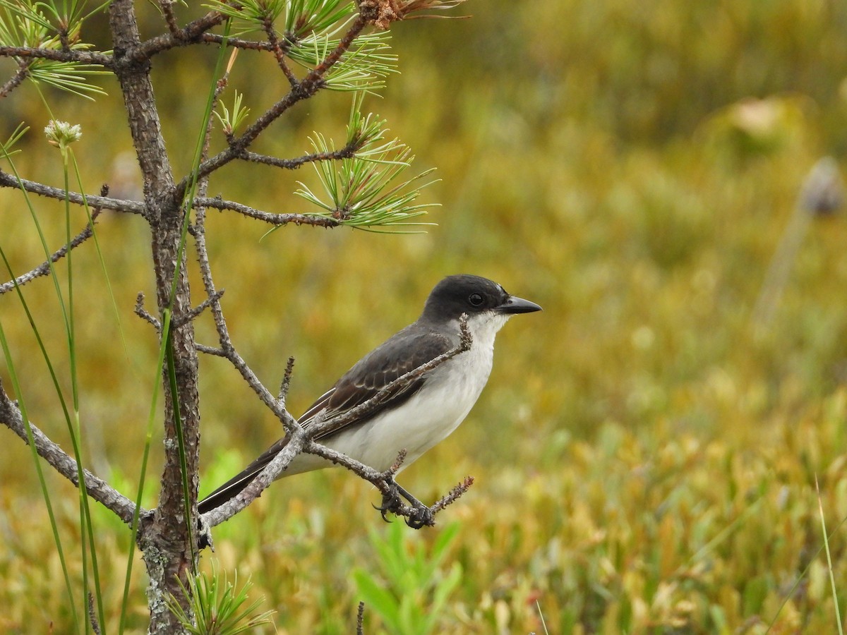 Eastern Kingbird - ML638931072