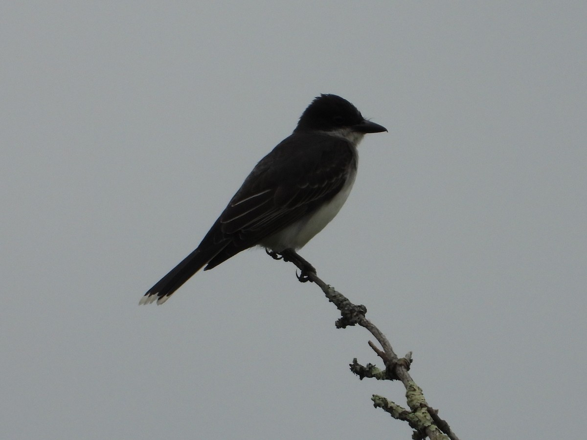 Eastern Kingbird - ML638931075