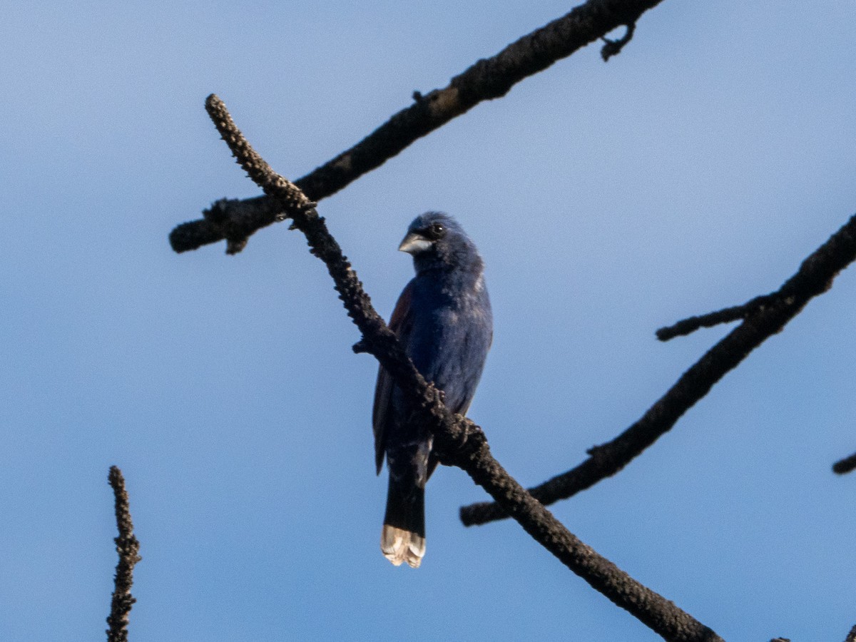 Blue Grosbeak - ML638931080