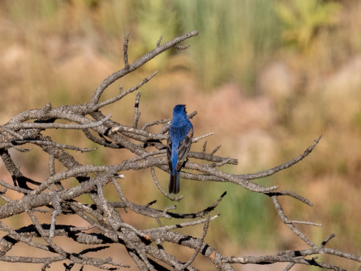 Blue Grosbeak - ML638931083