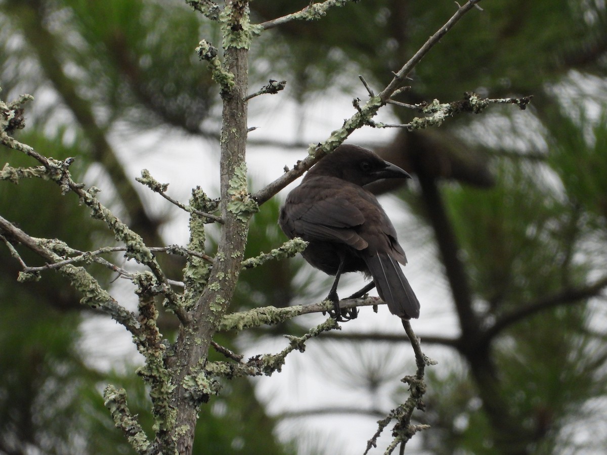 American Crow - ML638931103
