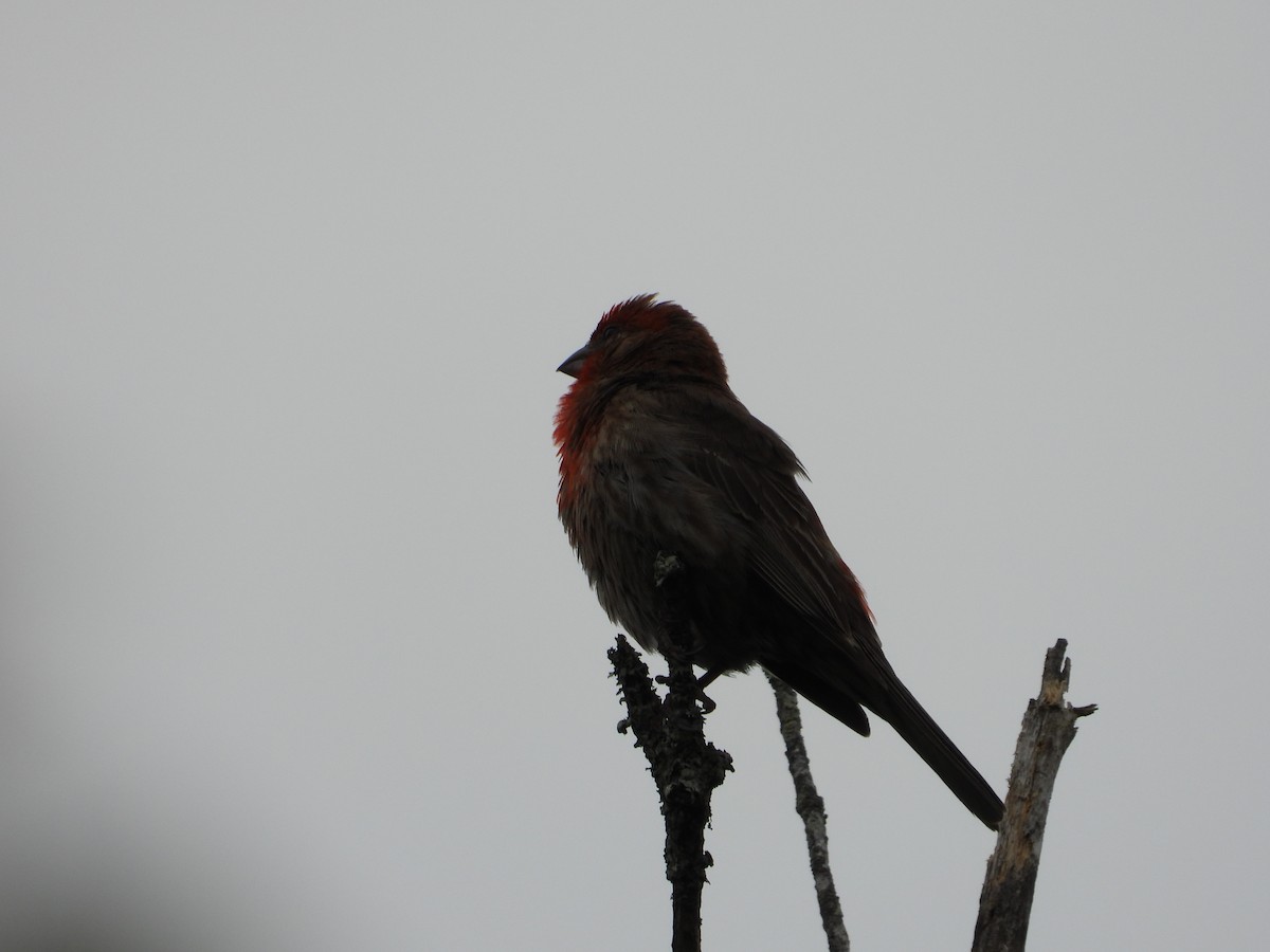 House Finch - ML638931117