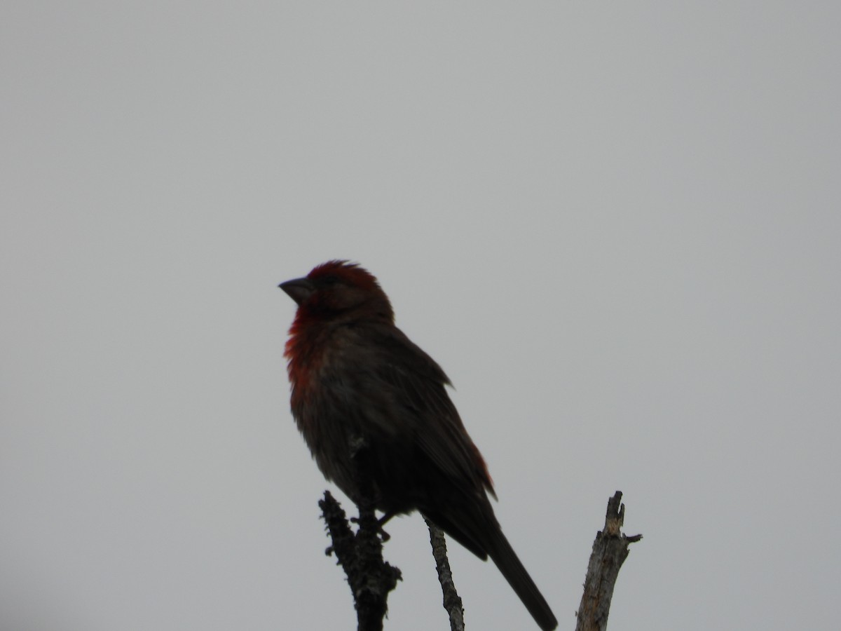 House Finch - ML638931118