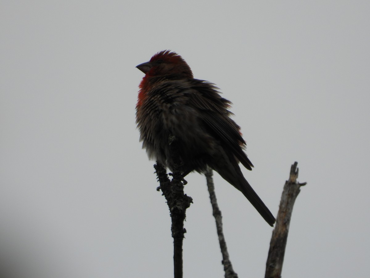House Finch - ML638931120