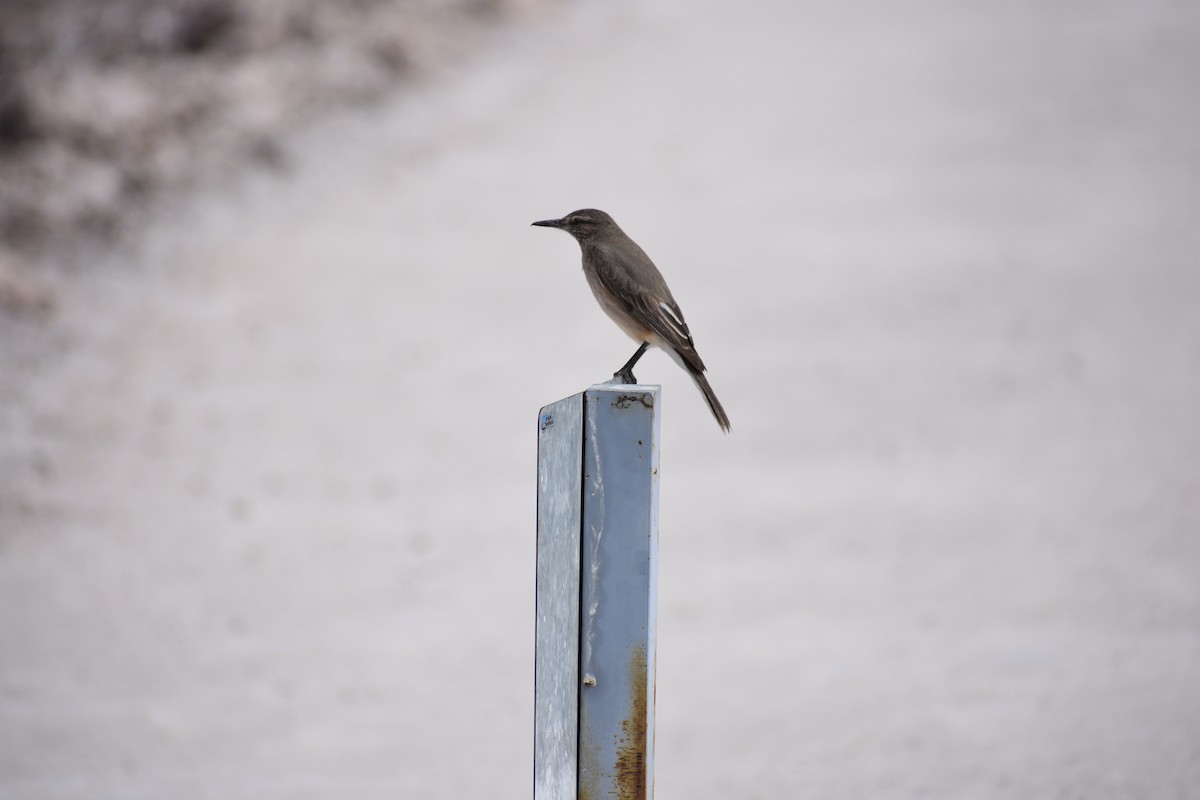 Black-billed Shrike-Tyrant - ML638931149