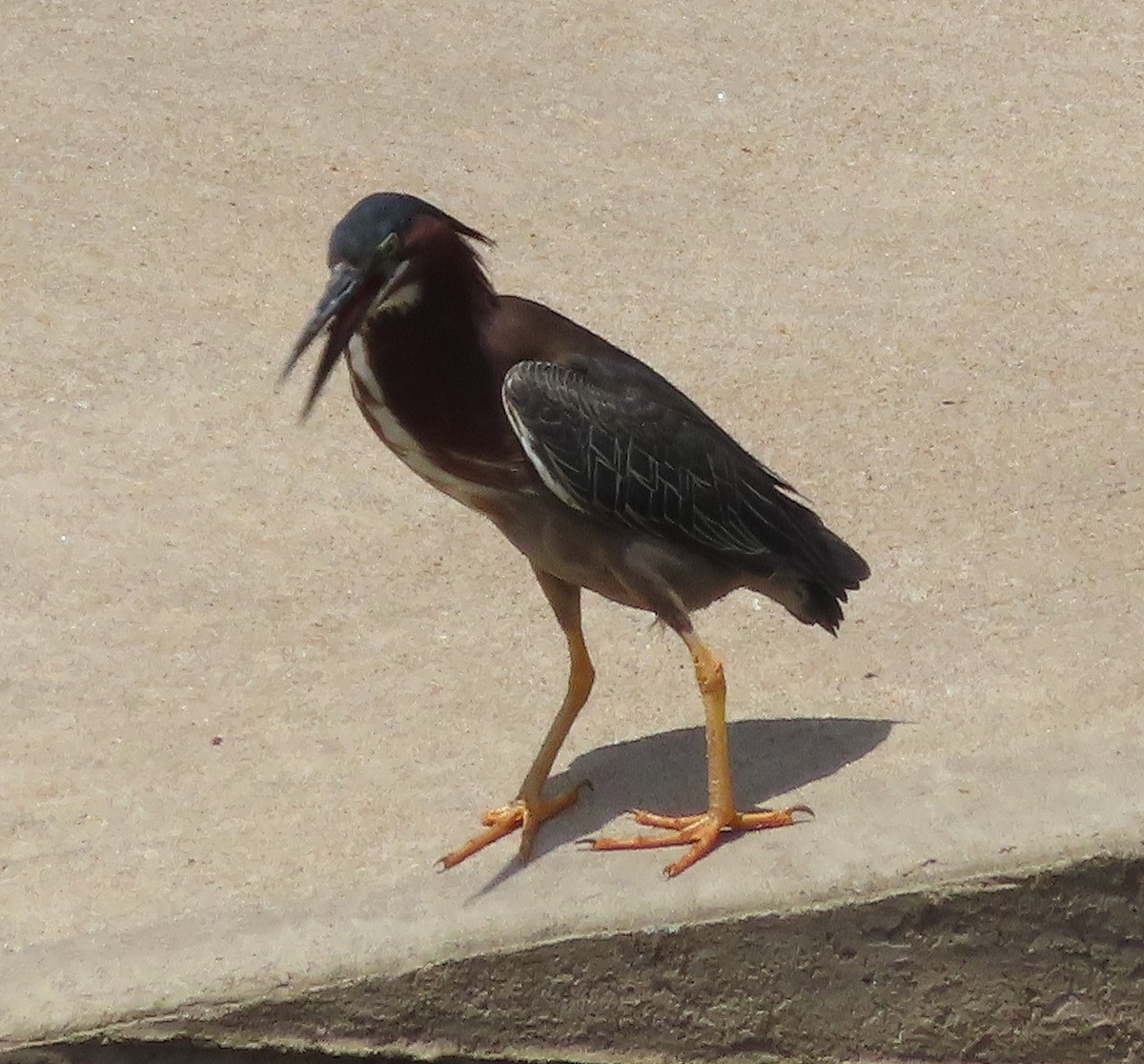 Green Heron - ML638931150