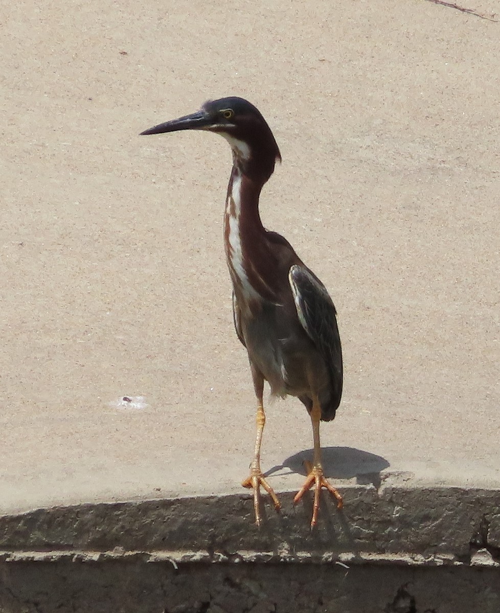 Green Heron - ML638931151