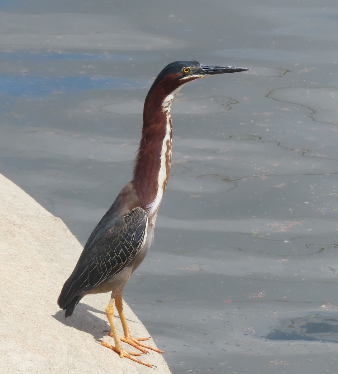 Green Heron - ML638931152