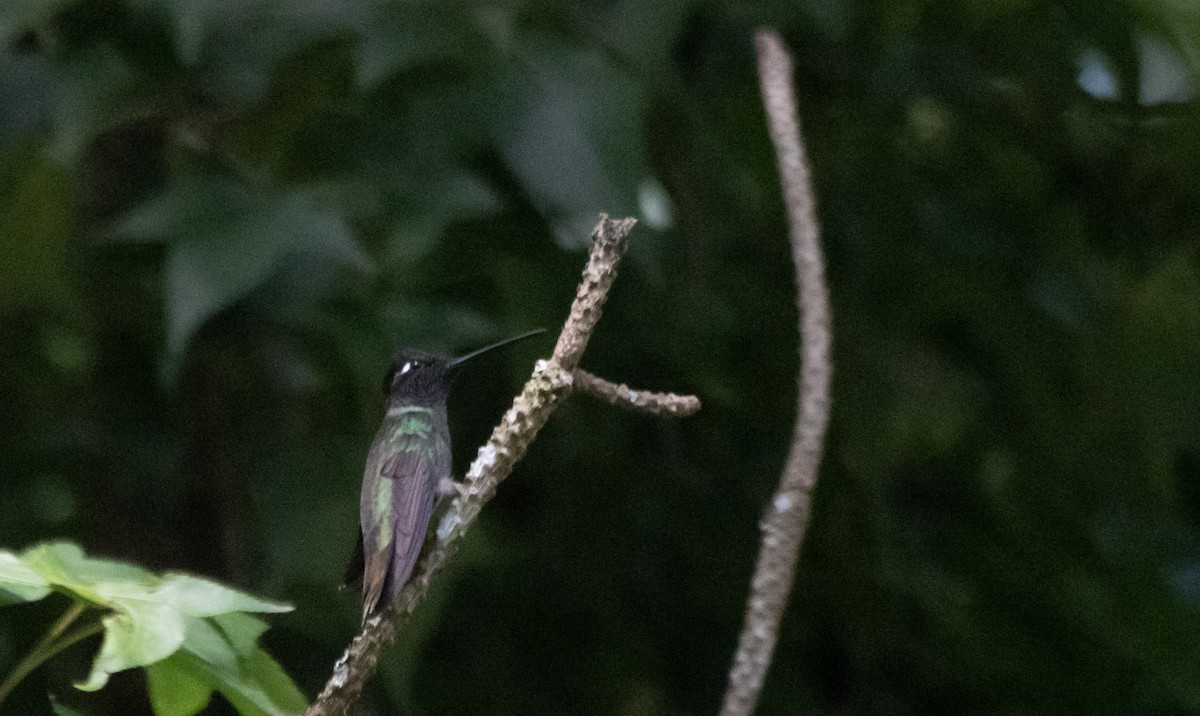 Rivoli's Hummingbird - ML638931211