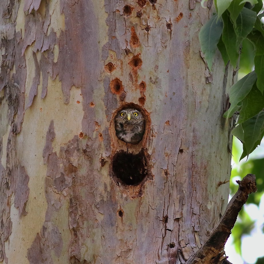 kulíšek mexický - ML638931213