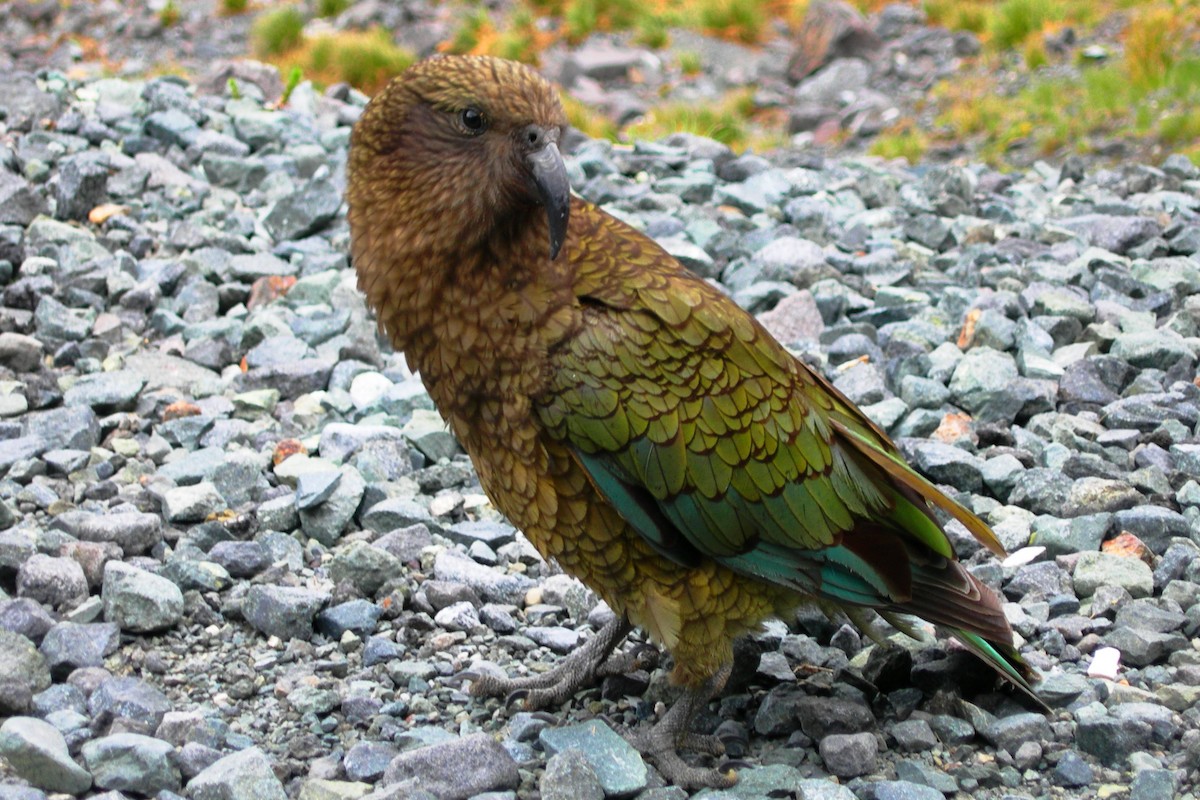 Kea - ML638931223