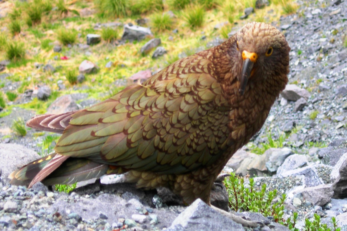 Kea - ML638931228