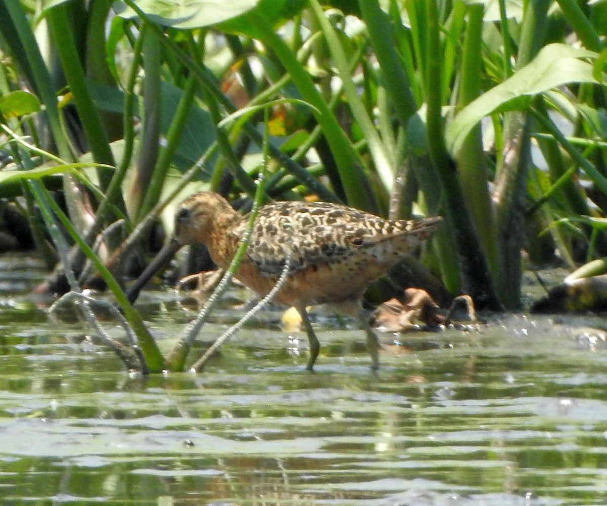 Short-billed Dowitcher - ML638931290