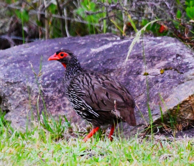 Francolin à gorge rouge (castaneiventer) - ML638931347