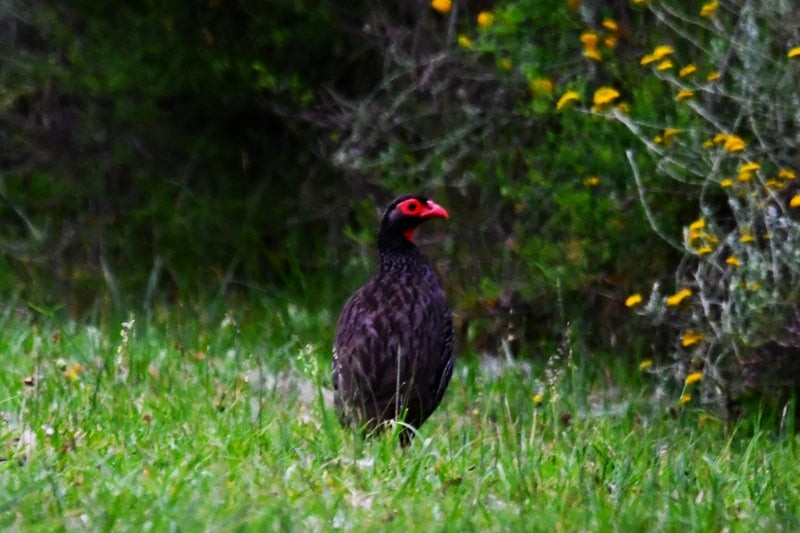 Francolin à gorge rouge (castaneiventer) - ML638931352