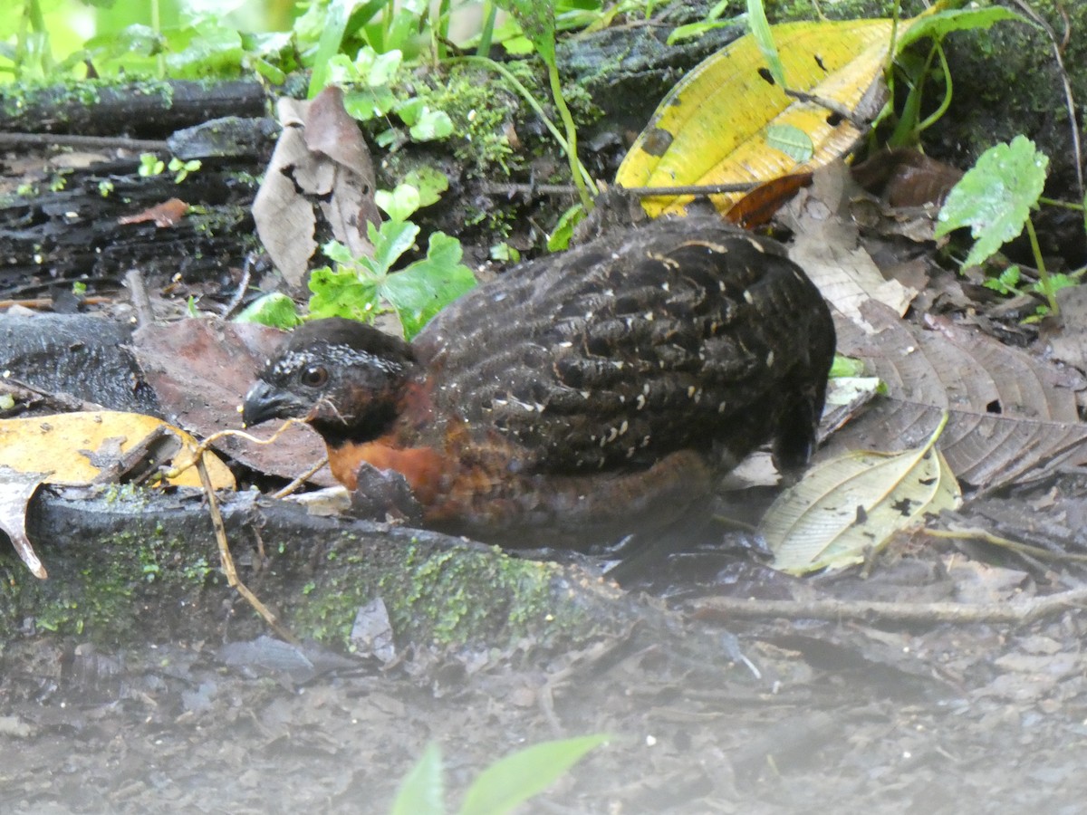 Rufous-breasted Wood-Quail - ML638931377
