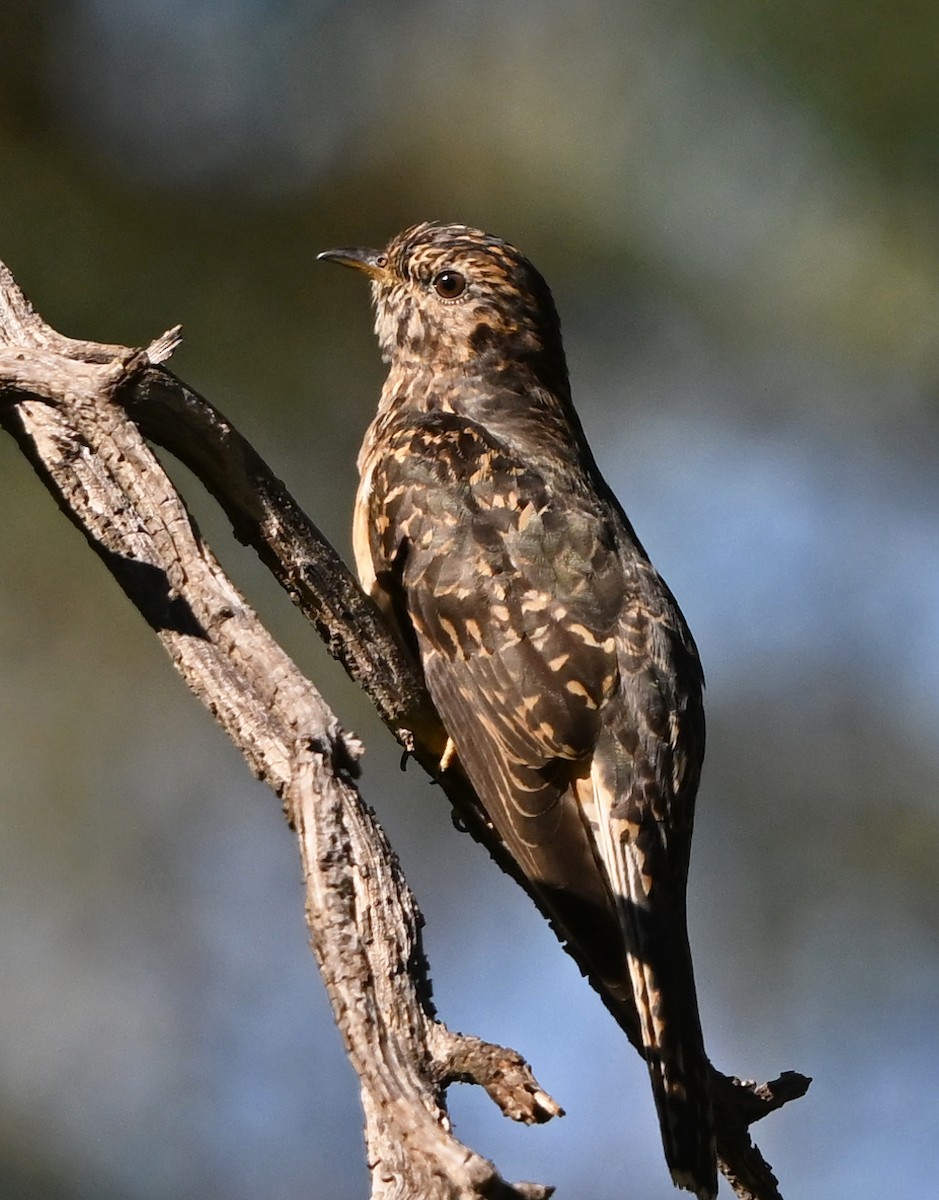 Sahul Brush Cuckoo - ML638931418