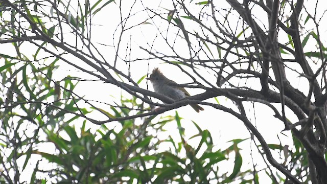 White-bellied Erpornis - ML638931445
