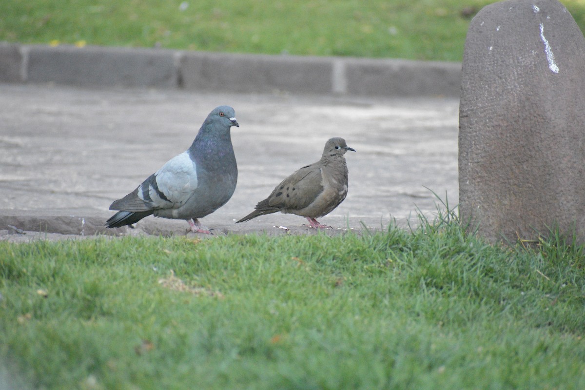 Eared Dove - ML638931456