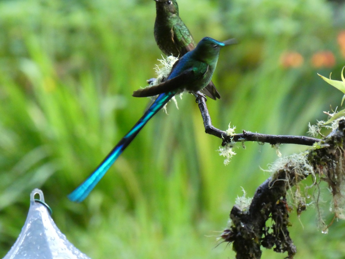 Long-tailed Sylph - ML638931460