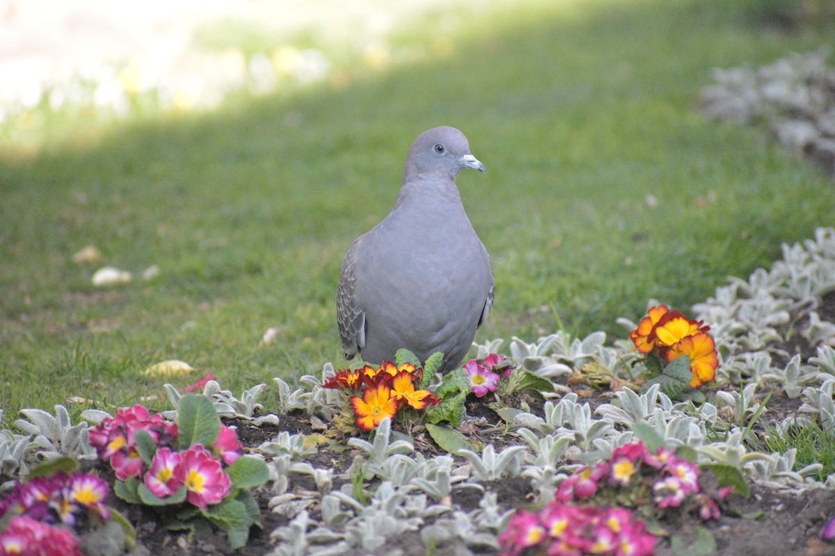 Spot-winged Pigeon - ML638931470