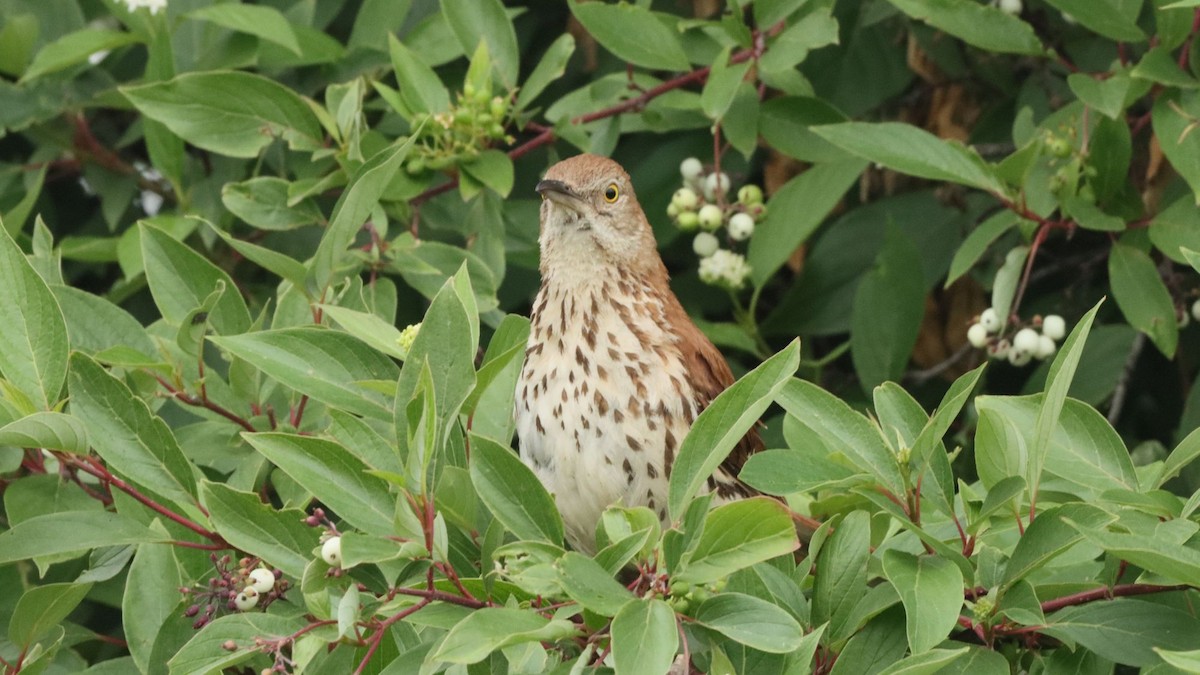 Brown Thrasher - ML638931474