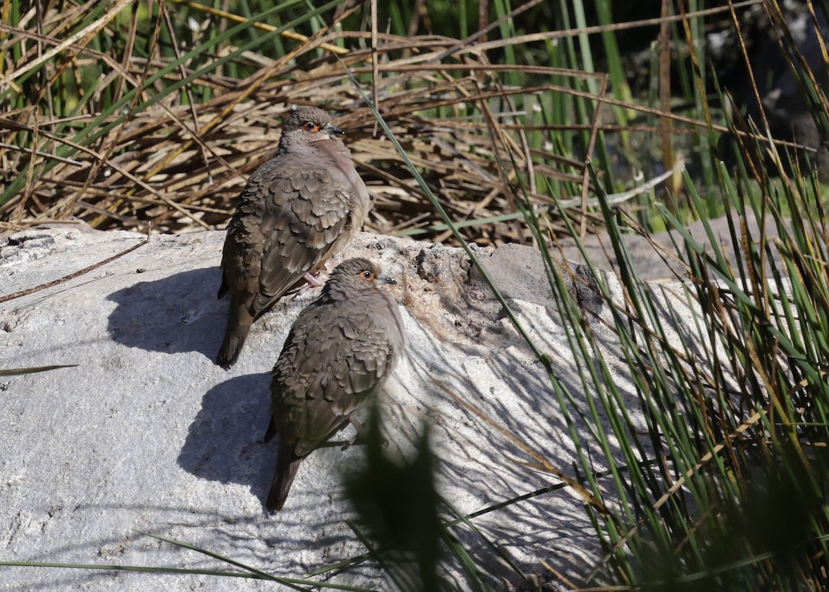 Bare-faced Ground Dove - ML638931494