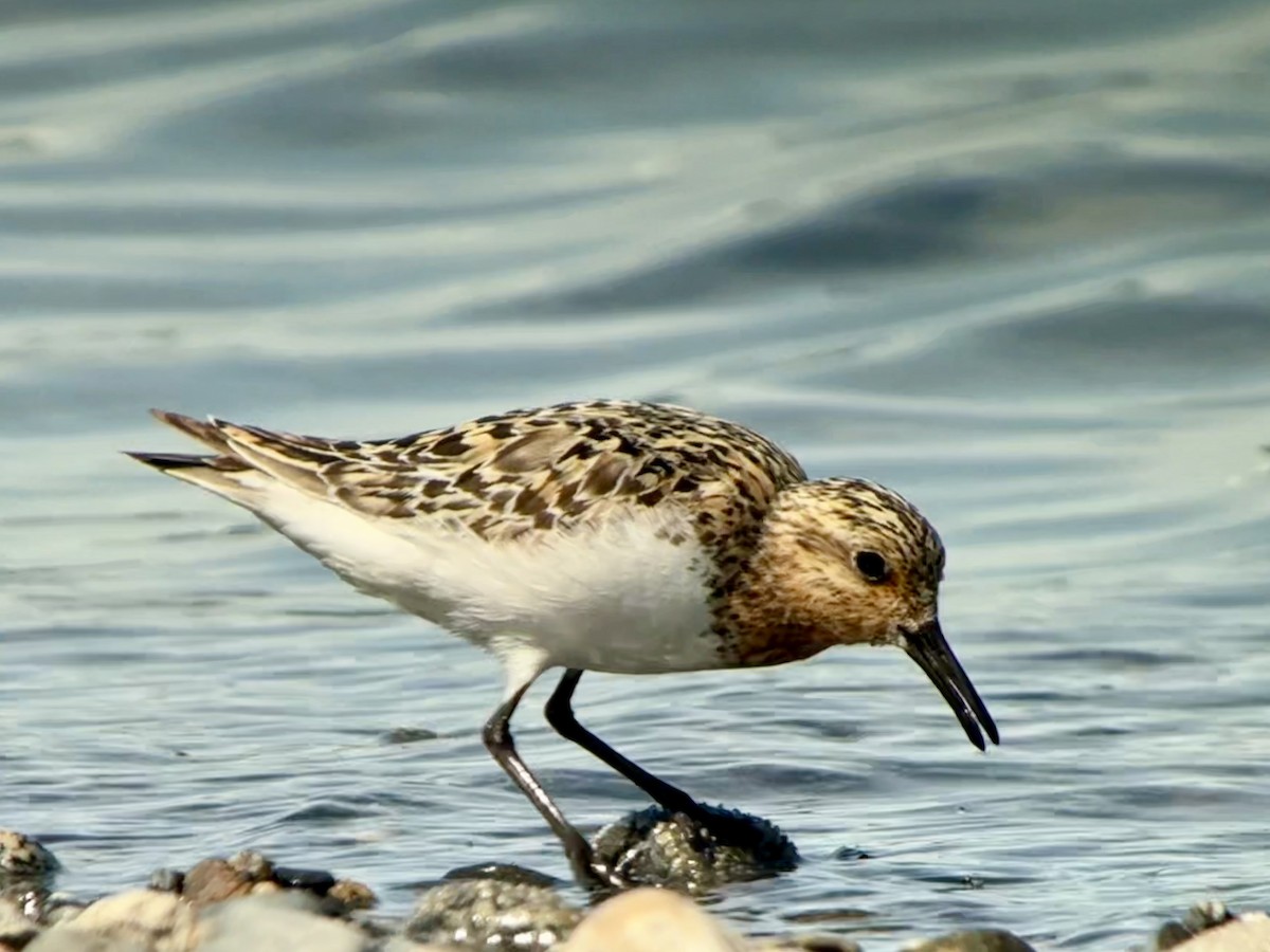 Sanderling - ML638931506