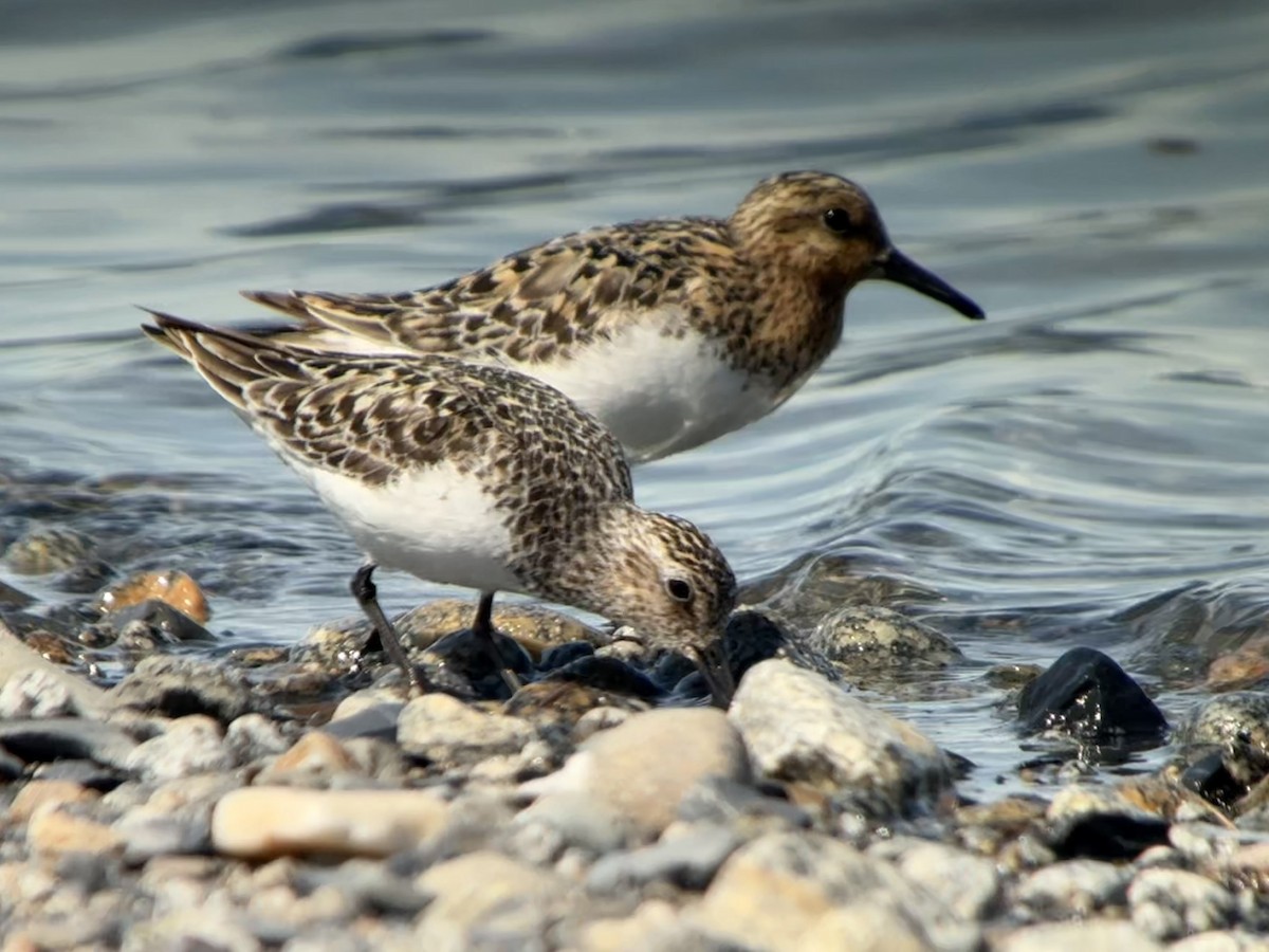 Sanderling - ML638931507