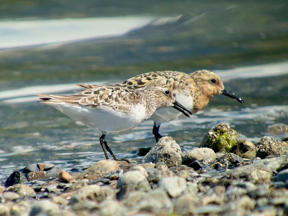 Sanderling - ML638931508