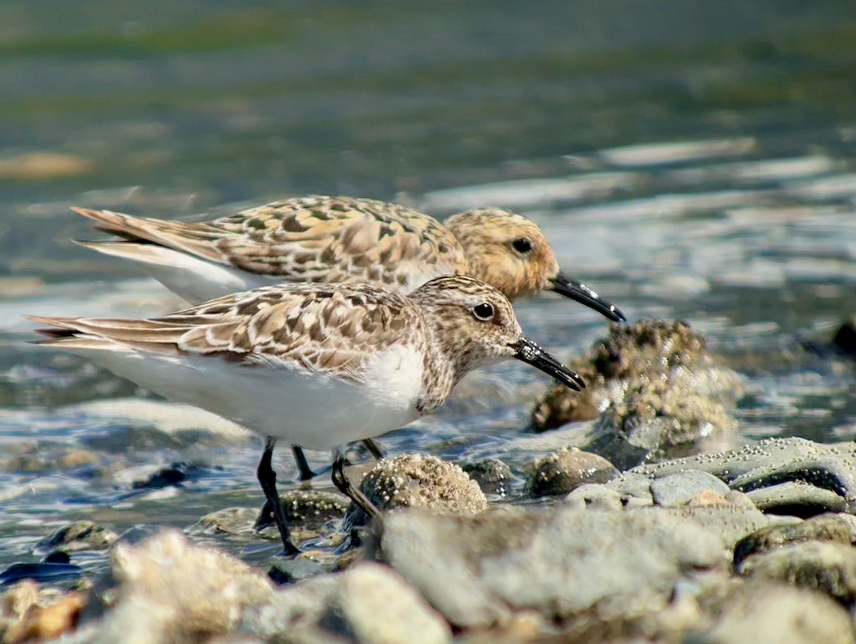 Sanderling - ML638931509