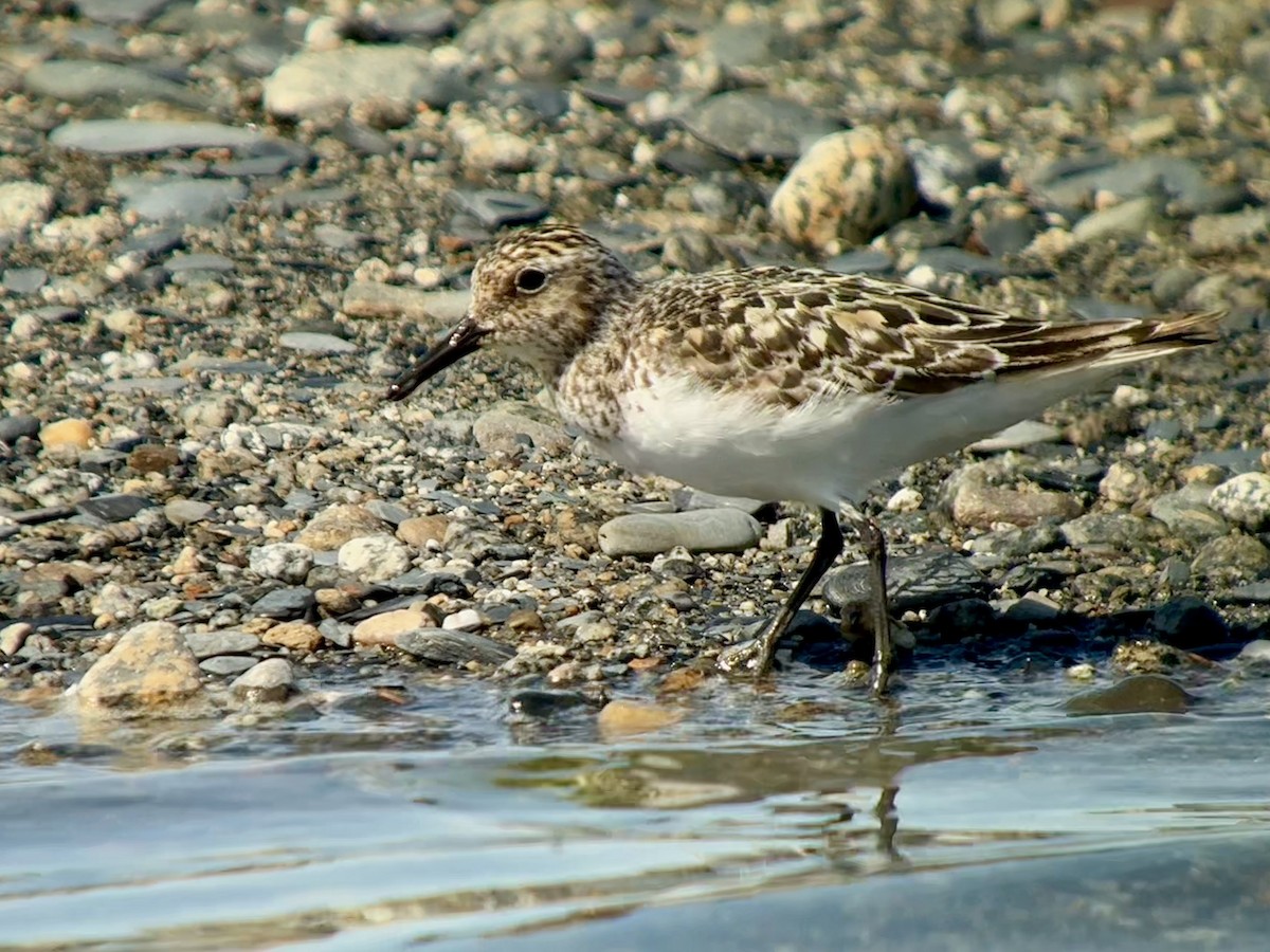 Sanderling - ML638931511
