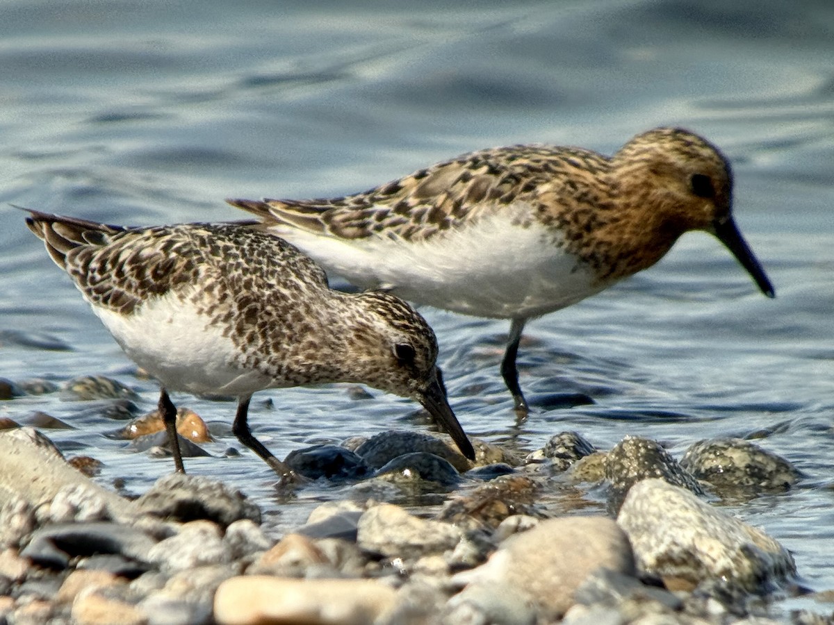 Sanderling - ML638931513