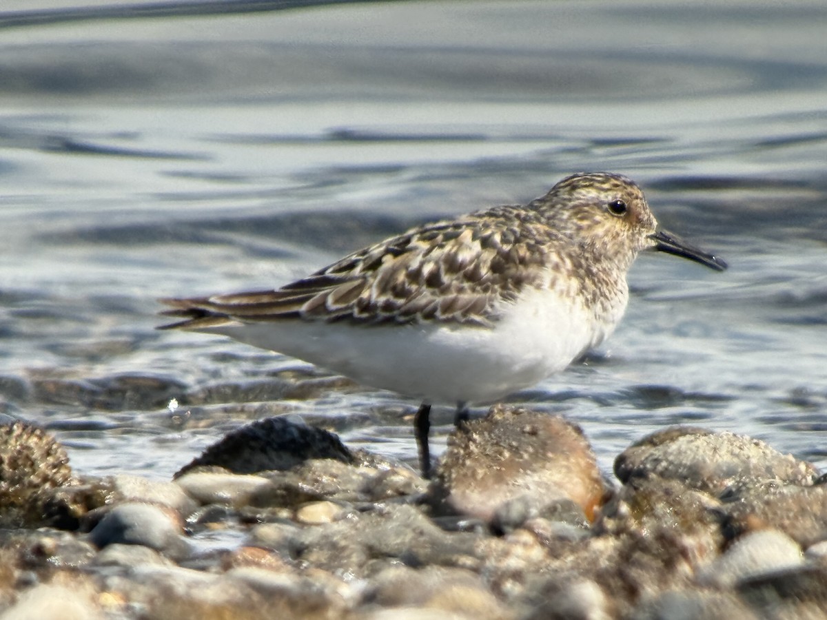Sanderling - ML638931514