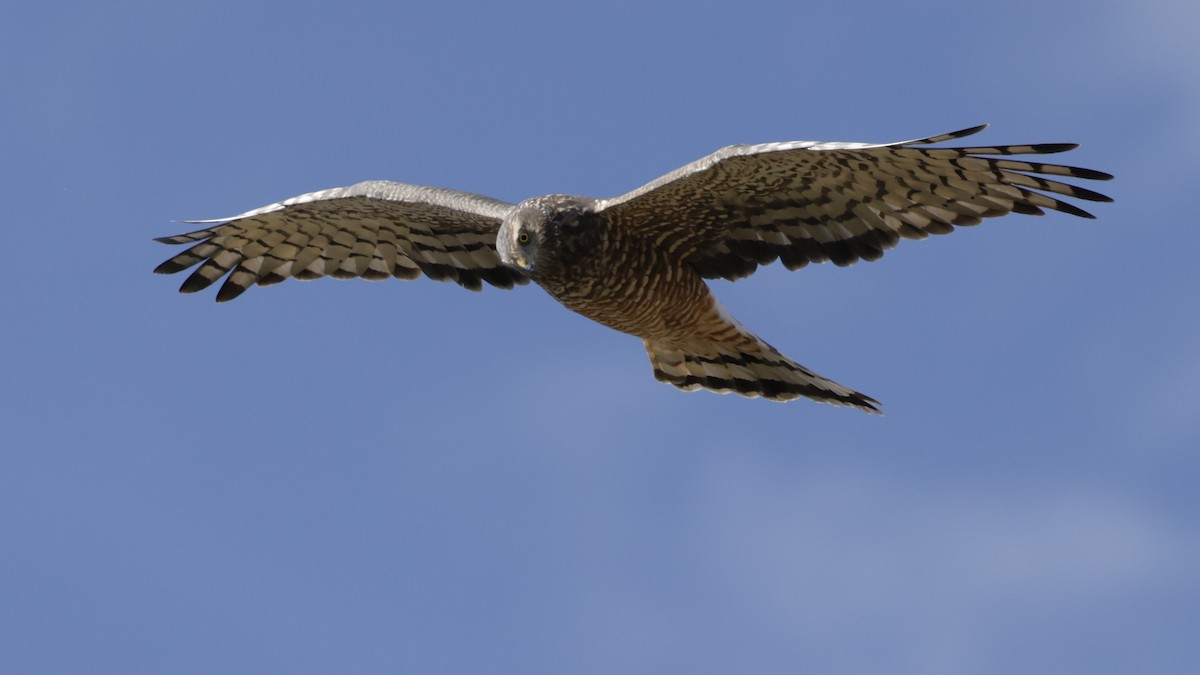 Cinereous Harrier - ML638931515