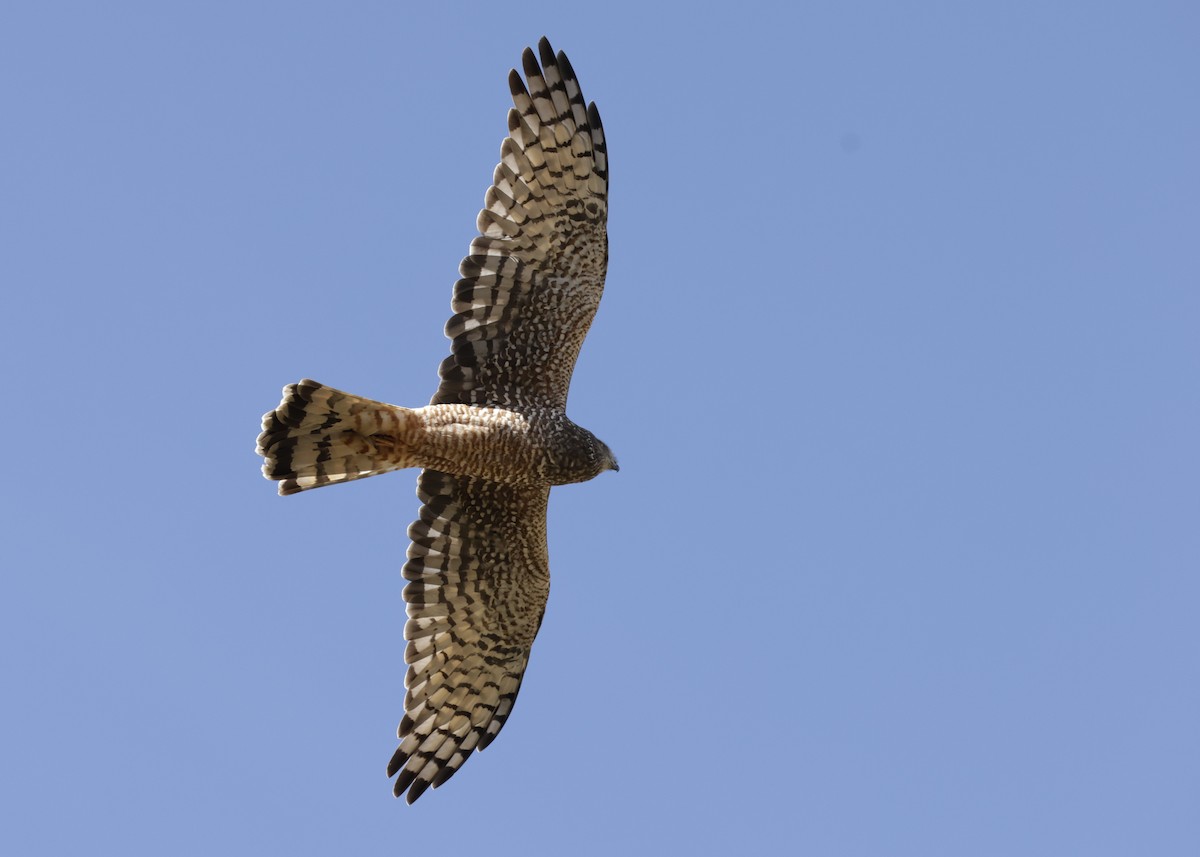 Cinereous Harrier - ML638931516
