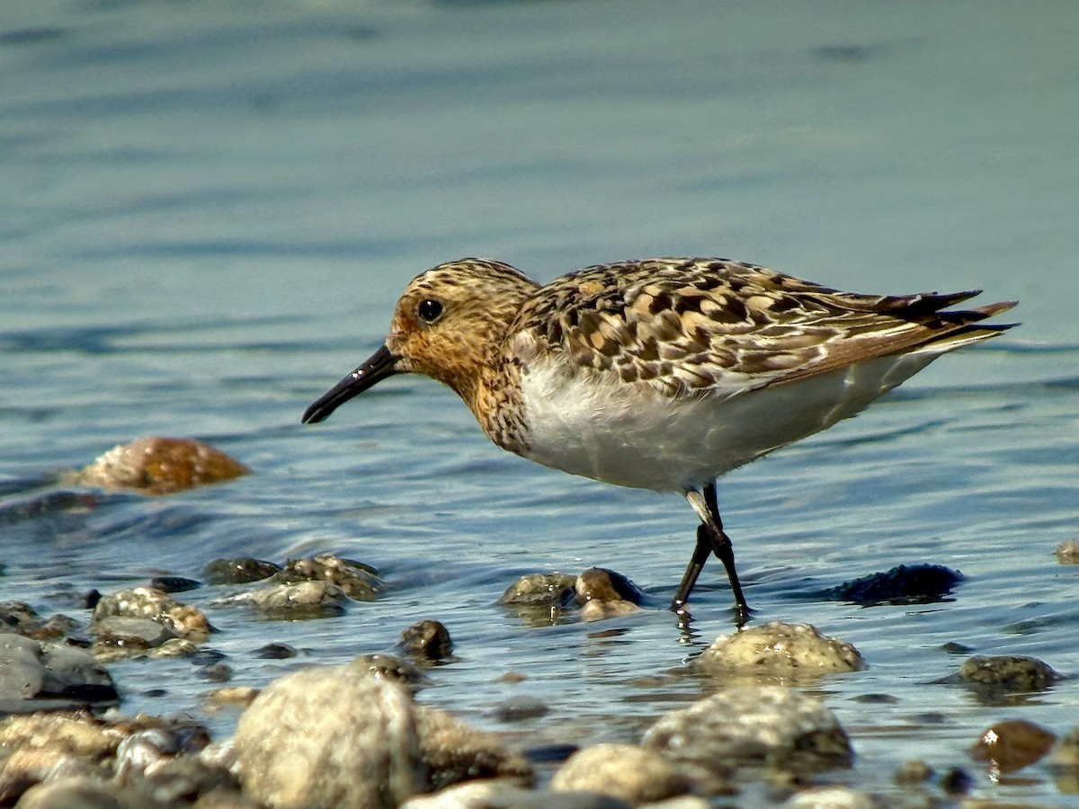 Sanderling - ML638931517