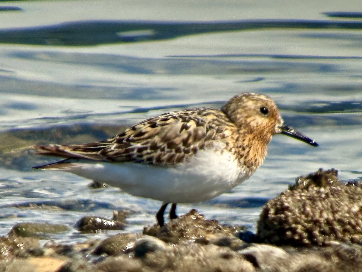 Sanderling - ML638931519