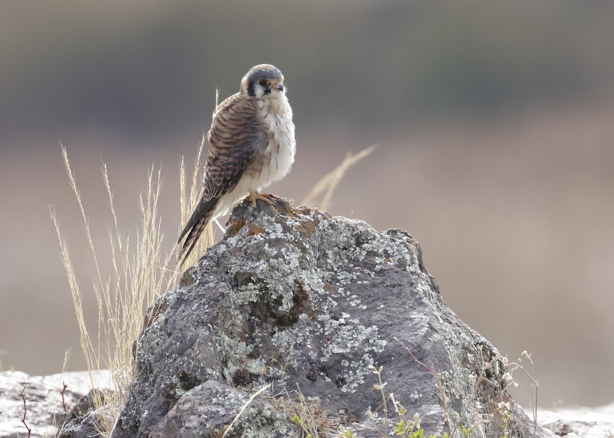 American Kestrel - ML638931531