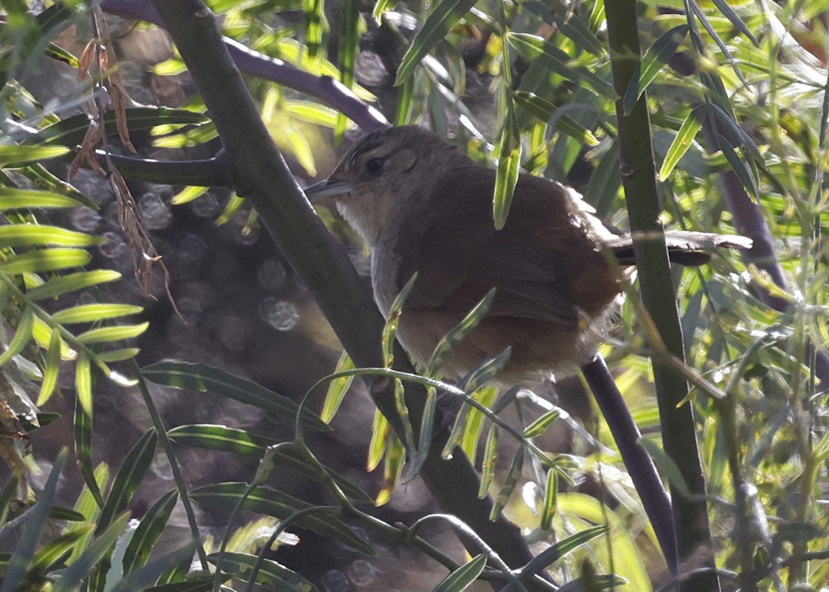Streak-fronted Thornbird - ML638931541