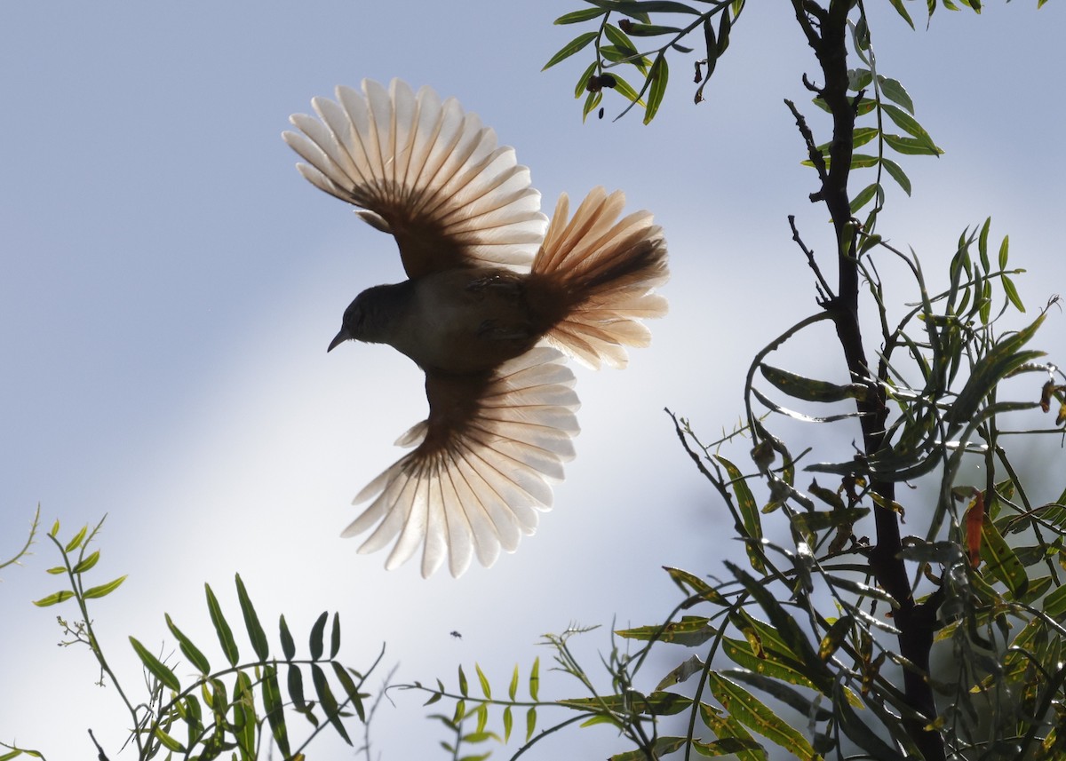 Streak-fronted Thornbird - ML638931542